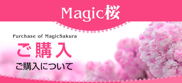 魔法の水をかけると12時間で咲く不思議な桜、Magic桜